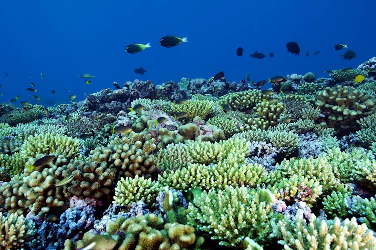 Kiribati Unterwasserwelt