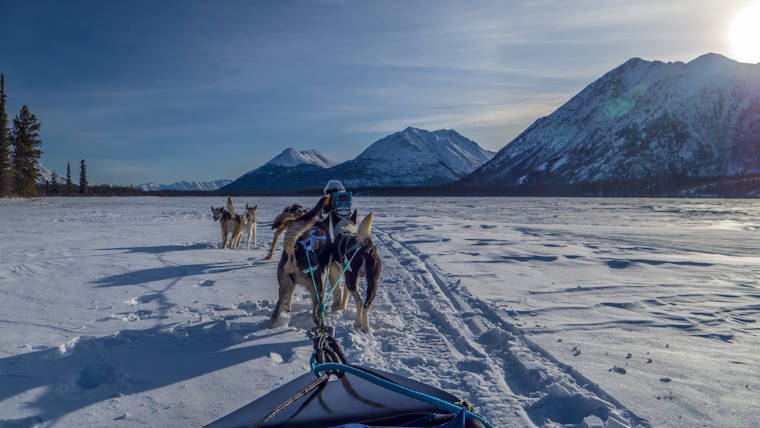 Hundeschlitten Yukon