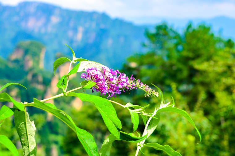 Zhangjiajie Fauna